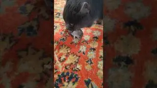Сезон охоты на 🐭открыт.