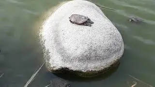Kıyıya vurmuş kaplumbağa