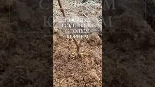 Как посадить гортензию окс или с голым корнем в грунт? #гортензияметельчатая #посадкагортензии