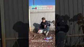 Правильная обрезка метельчатых гортензий в саду