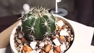 Melo Cactus❤️