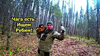 Сбор чаги. Два выезда. Нашёл болото где попадает чага. Продвигаемся к поляне.