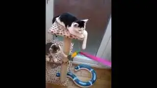 Tammy and Tia / Video Right way up