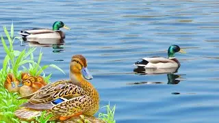 Ducks and Ducklings I Ducks in Water I Duckling Swimming in Water I Duck Sounds by Toddler's land