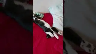 #gato