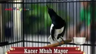 SUARA BURUNG : Kacer Mbah Mayor Milik Om Rudi RKJ Sehari Moncer Di 2 Tempat Sekaligus