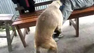 Anjing Gila Manokwari-Papua Barat
