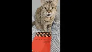 Кот и Хаос 