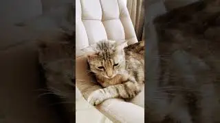Представляйте мне тяжело#мяу#cat