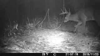 last day of deer (2019)