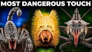 Animals You Should NEVER Touch in the USA!