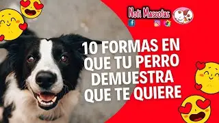 10 formas en que mi perro me muestra amor