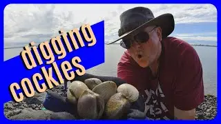 Digging up Cockles ★ (Clams) Where to find them, CATCH and COOK