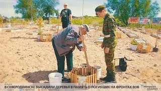 В Северодвинске высадили деревья в память о погибших на фронтах ВОВ // VDVSN.RU