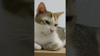 curled little feetsies 🥰😻😽 