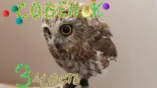 3 серия про Совёнка. Сказка для хорошего сна!