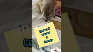 Срочный звонок в Африку #meerkat #сурикотики #cat #шпротик