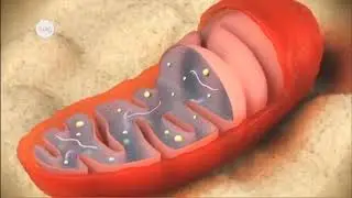 Митохондрия (история, строение, функции)