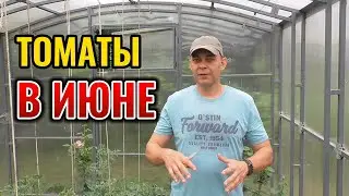 Делайте так в июне с томатами и ПОМИДОРОВ будет море без вреда для здоровья!