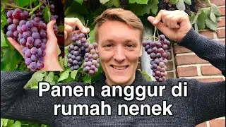 PANEN ANGGUR DIRUMAH NENEK