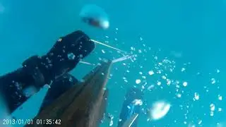 Подводная охота на горбыля в Крыму