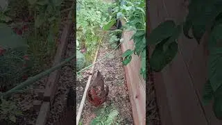 June Garden Zone 6a Missouri #gardening #garden