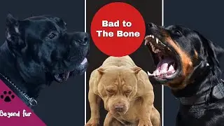 12 Best and The Most Popular Fighting Dogs