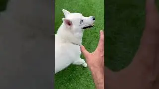 Playtime with leo 