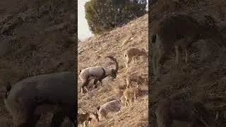 Yaban keçileri besleniyor #wildlifephotography #animal #animals
