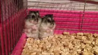 Джингарские хомячки ^,^