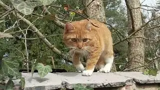 Just a cat 😸