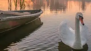 Белый лебедь на пруду   Вячеслав Макаринцев