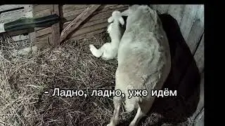 Как овца будит ягнят поесть? #овцы #фермерство #sheep #sheepfarming