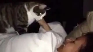 Кот очень нежно и ласково будит свою хозяйку   Потешные животные .