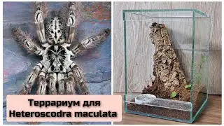 Террариум для паука - птицееда. Пересадка Heteroscodra maculata. 