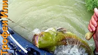 FISHING // TROPHY CATFISH ON THE RIVER OR