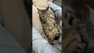 He's so cute lying down!🤣 SD猫の夢島💗#shorts #かわいい #子猫の遊び