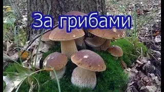 Грибалка 2019./Рыбалка Севера.