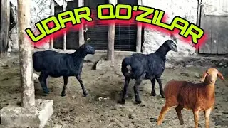 кучат кузилар