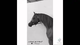 حالات واتس خيل عربي اصيل ماشاءالله اجمل راس خيل في العالم الله يبارك #حصان #shorts #reals #horse