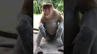 Probocis Monkey