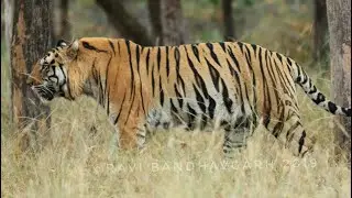 Tarun/Bheem/T22, the king of Bandhavgarh tigers, It is showing its figure