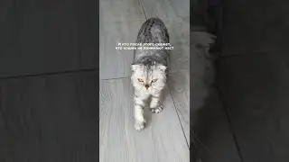 Такие ласковые и умные ❤️