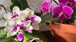 Bloom in winter/Зимнее цветение