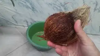 🛑 Tahapan Awal Membuat Bonsai Kelapa🌴. Part 1 👉(Menumbuhkan Tunas)
