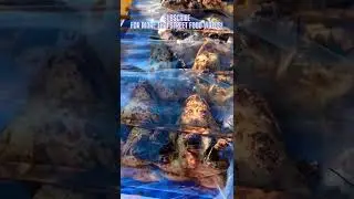 Amazing Cooking GRILLED FROG BBQ Recipe | Thai Street Food