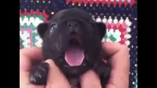 French Bulldogs Puppies 20 days old