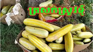 ពូជត្រសក់ស្រូវទុំត្រាត្បូងក្រហម