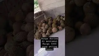 Durian 5000 yang paling besar hanya di mentawai guys#sikakap@mentawai