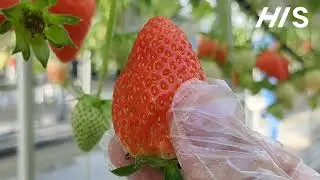 Mt. Fuji, Mt. Fuji Panoramic Ropeway & Seasonal Fruits Picking  (Horizontal display FHD)